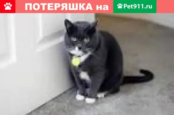 Пропала кошка на улице С. Лазо, 27 в Томске