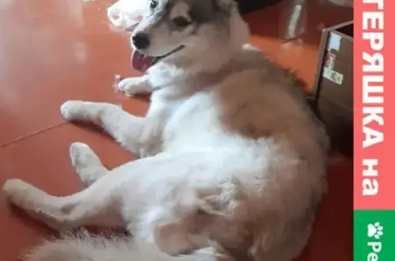 Найдена собака в Ульяновске, ищет дом
