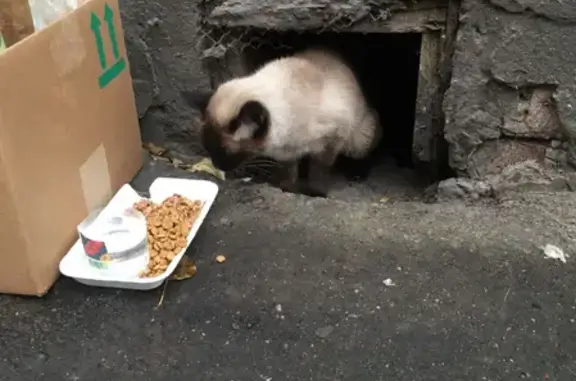 Найдена кошка на Ярославской улице, Москва