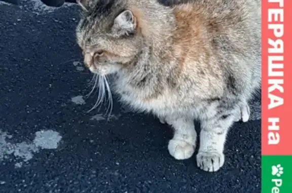 Найдена кошка на Авангардной улице в СПб
