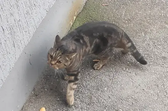 Найдена кошка на улице Осипенко, 8 в Самаре