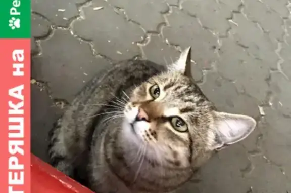 Кошка на остановке ЦР в Уфе