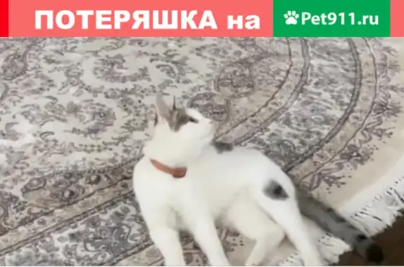 Пропала кошка Чипс на улице Фестивальная (Й-Ола) - помогите найти!