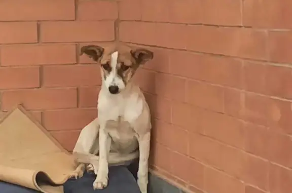 Найдена собака в Ленинаване, Ростовская область
