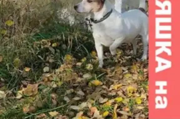 Собака найдена в Щапово, ищем хозяев.