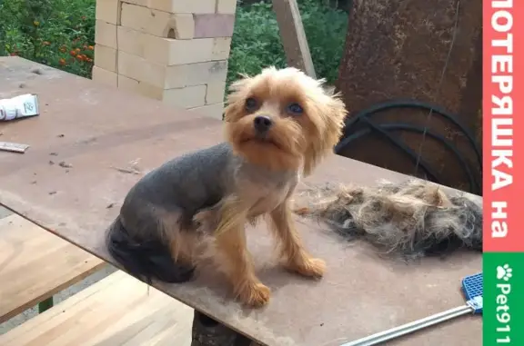 Собаки потеряшки, Краснодар, фото: Потеряшкаи два йоркширских терьера на Плодородной, 24