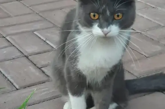Пропала кошка на Ржевском шоссе