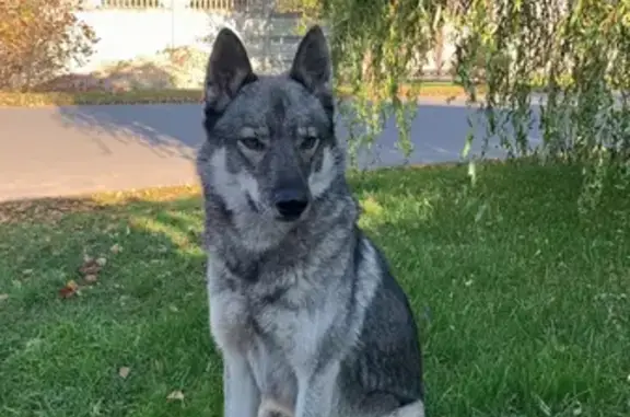 Найдена собака в Брянской области, окрас волчий, раненая лапа.