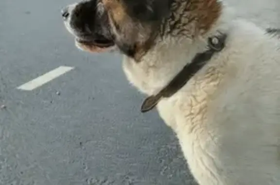 Найдена собака Акита у родника в поселении Горское