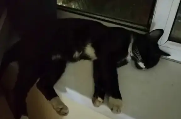 Кошки потеряшки, Краснодар, фото: Потеряшка кошка Маркиз, ул. Плодородная, 24