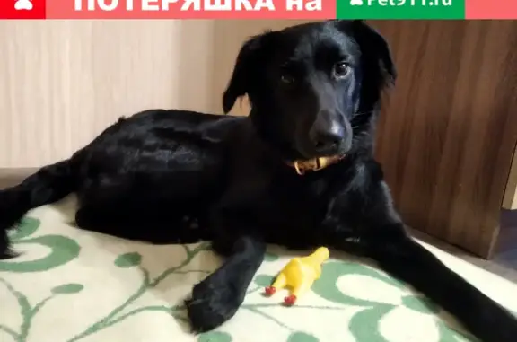 Собака найдена в Обнинске, ищем хозяина!