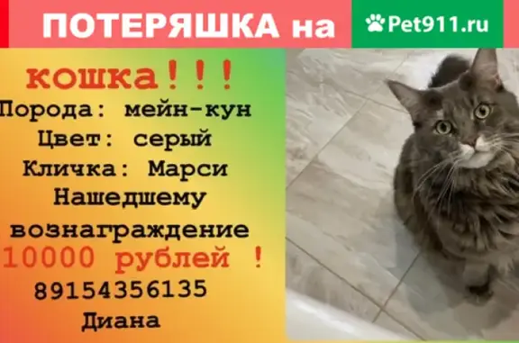 Пропала кошка Марси в Люберцах, ул. Лётчика Ларюшина, 16