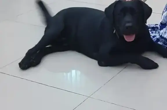 Собаки потеряшки, Чебоксары, фото: Потеряшка собака на ул. Патриса Лумумбы, Чебоксары