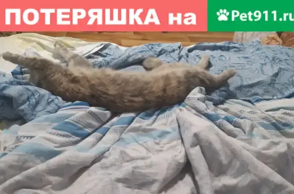 Пропала кошка на Кузбасской, 41, Новокузнецк