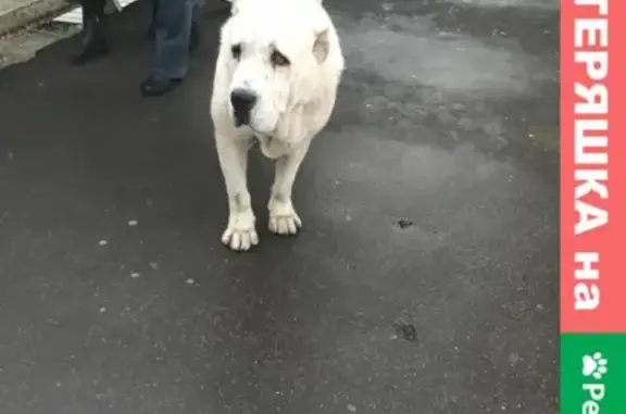 Собака найдена на станции Лосиноостровская, Москва