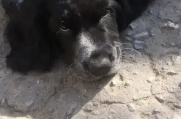 Собаки потеряшки, Краснодар, фото: Потеряшка собака Патрик на Енисейской улице в Краснодаре