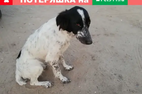Найдена собака в дачном обществе Прогресс, Ворошиловский район, Волгоградская область