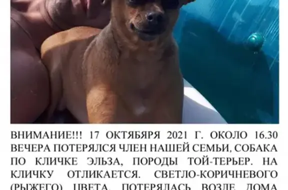 Пропала собака Той терьер по адресу Краснодарская 4 (Энгельс)