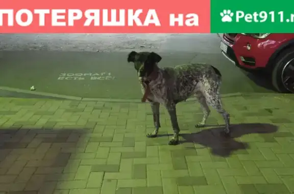 Собака с ошейником на ул. Думенко, 27 в Краснодаре