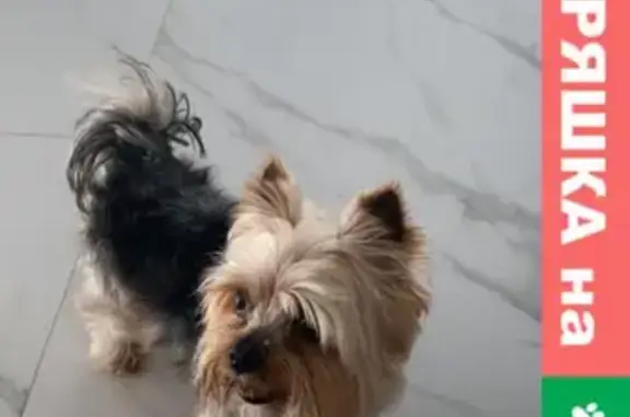 Собаки потеряшки, Санкт-Петербург, фото: Потеряшка собака в Кирполье, Колтушский район, Ленобласть, Россия