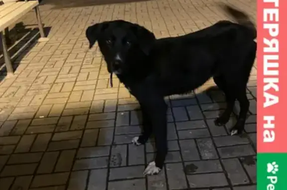 Найдена домашняя собака на Варшавской 9