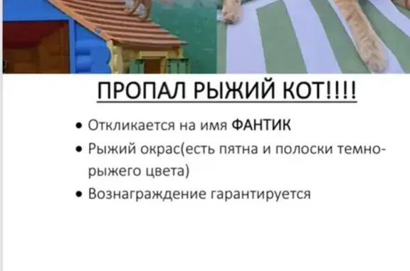 Пропала кошка в Котельниках