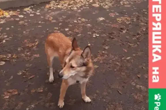 Найдена собака на Строительном проезде 7А