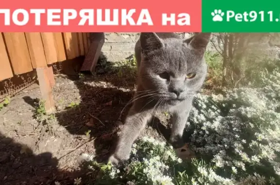 Пропала кошка возле Пятерочки на ул. Советская, 78