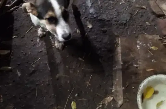 Найдена собака на Народной улице в Н.Новгороде