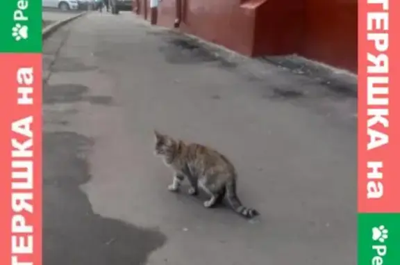 Пропала кошка на Преображенском Валу, 24 к6