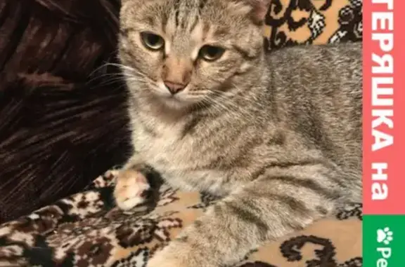 Пропала кошка в Рассказово, вознаграждение 10000 рублей
