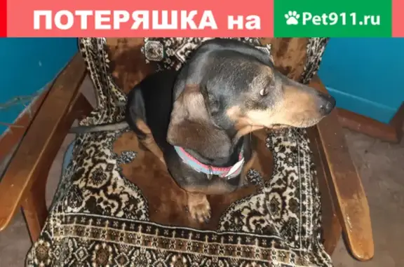 Найдена собака Мальчик Такса на ул. Суворова, Краснодар