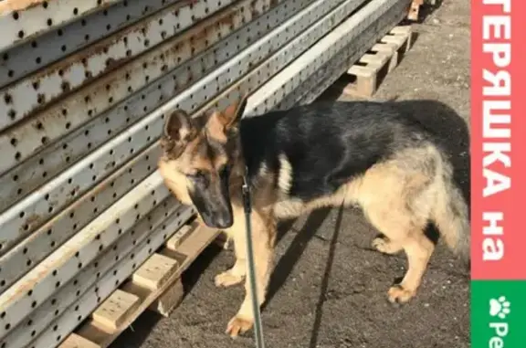 Собака-овчарка найдена на Фуражном проезде, Мытищи