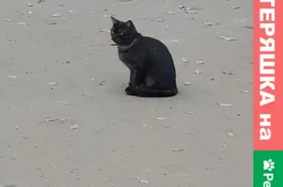 Найдена кошка в Казани с красным ошейником