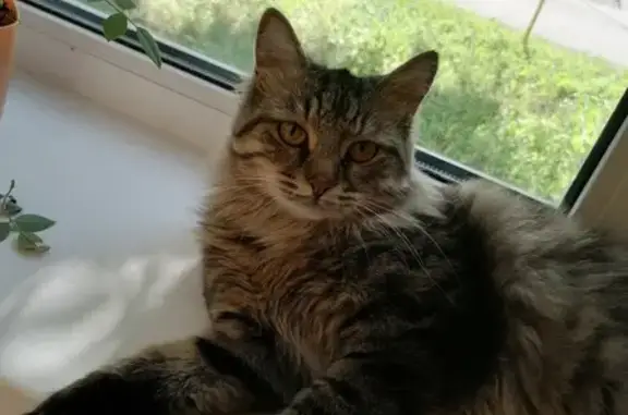 Кошки потеряшки, Ульяновск, фото: Потеряшка кот Мурзик на Промышленной, 36 в Ульяновске