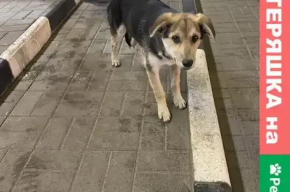 Найдена собака у заправки в Пензе, Маньчжурия.