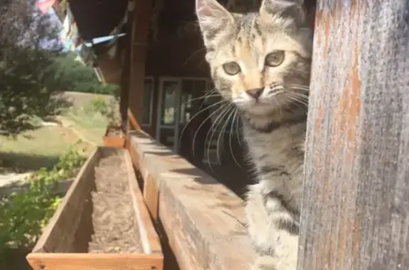 Пропала кошка на улице Воровского, 19, Сочи