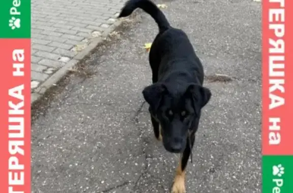 Найдена собака в Кузьминках, ул. Васильцовский Стан