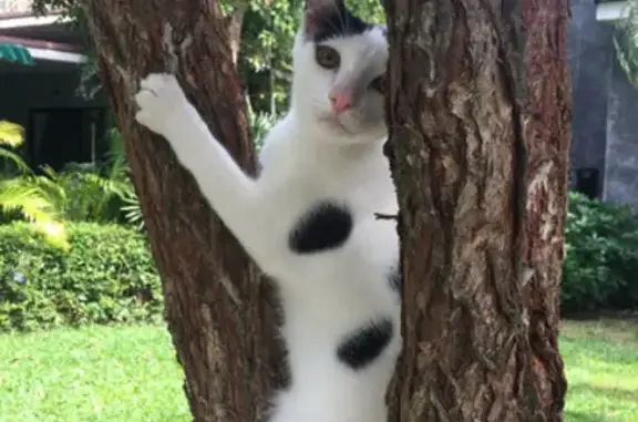 Кошки потеряшки, Москва, фото: Потеряшка кошка на набережной Шмидта, 37 в СПб