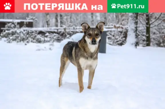 Пропала собака Ника в Митино, Москва