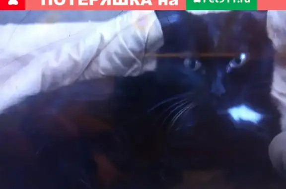 Кошки потеряшки, Новосибирск, фото: Потеряшка чёрная кошка с белыми пятнами в Новосибирске: 89231857139