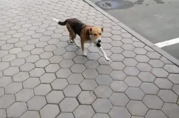 Найдена собака на Пушкинской улице, Оренбург