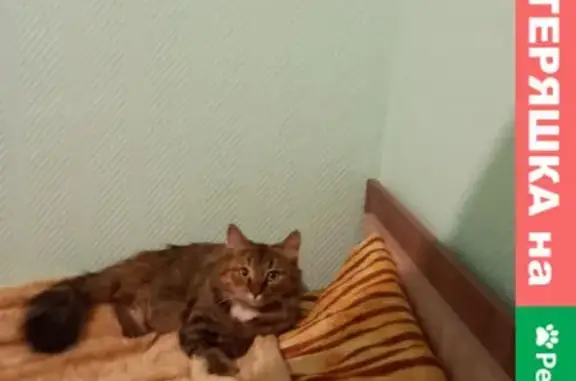 Найдена ухоженная кошка на Профсоюзной 63к1 в Тюмени