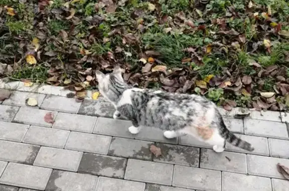 Найдена домашняя кошка на Ангарских прудах