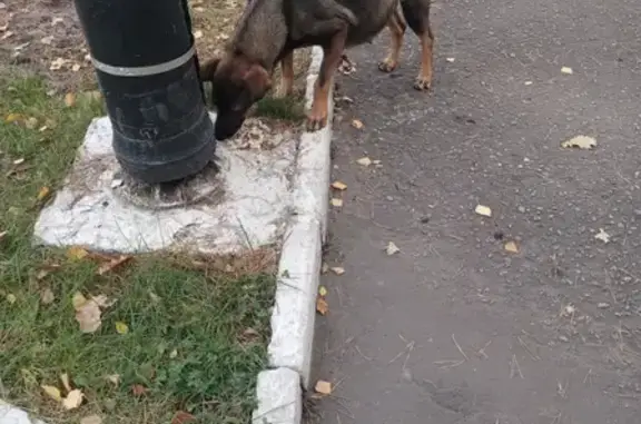 Найдена беременная собака на ул. Плеханова, 3 в Липецке
