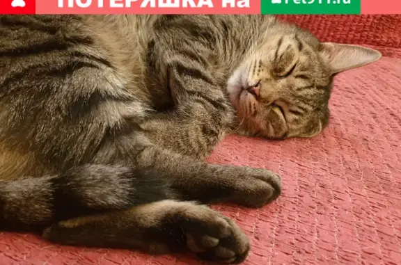 Кошки потеряшки, Санкт-Петербург, фото: Потеряшка кот Пират на Гончарной ул. 6