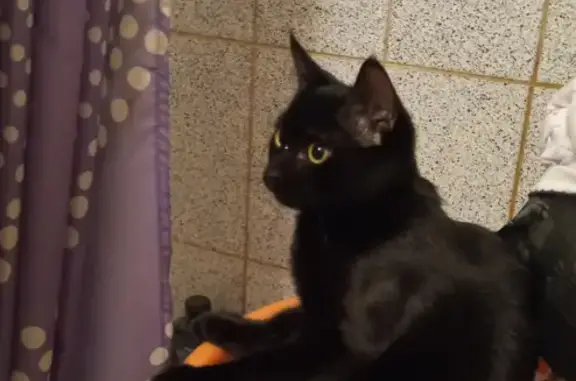 Кошки потеряшки, Новосибирск, фото: Потеряшка кошка Муся, ул. Мира 58 к1, Новосибирск