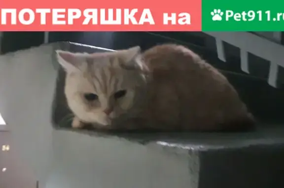 Найдена кошка на улице Дунаева
