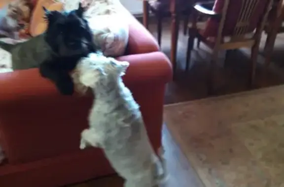 Собаки потеряшки, Калининград, фото: Потеряшка собака на Пушкинской, Малое Исаково