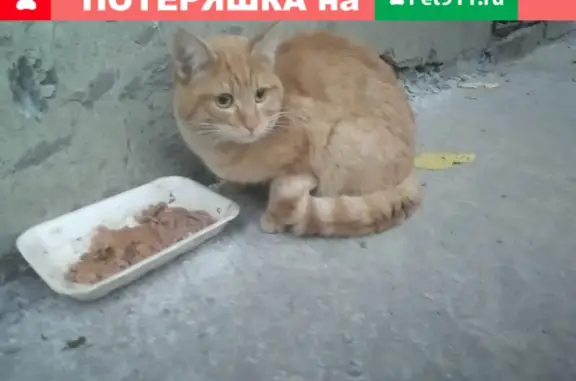 Найдена рыжая кошка на ул. Пермякова, 18 в Тюмени